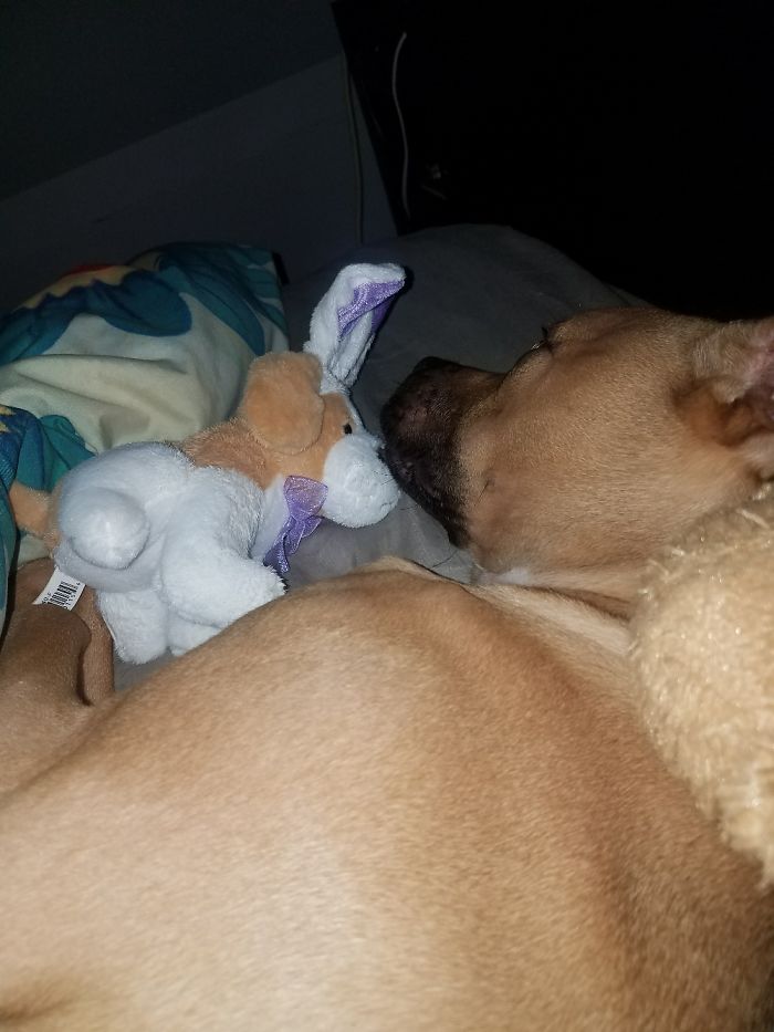 These 201 Pictures Of Adorable Pets Sleeping With Toys Will Be Too Much Cuteness For You To Take These 201 Pictures Of Adorable Pets Sleeping With Toys Will Be Too Much Cuteness For You To Take