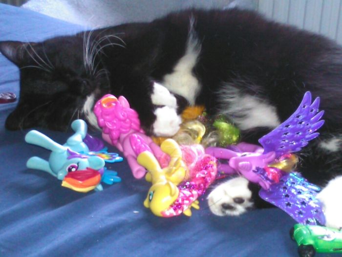 These 201 Pictures Of Adorable Pets Sleeping With Toys Will Be Too Much Cuteness For You To Take These 201 Pictures Of Adorable Pets Sleeping With Toys Will Be Too Much Cuteness For You To Take