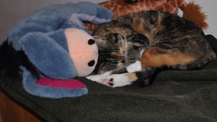 These 201 Pictures Of Adorable Pets Sleeping With Toys Will Be Too Much Cuteness For You To Take These 201 Pictures Of Adorable Pets Sleeping With Toys Will Be Too Much Cuteness For You To Take