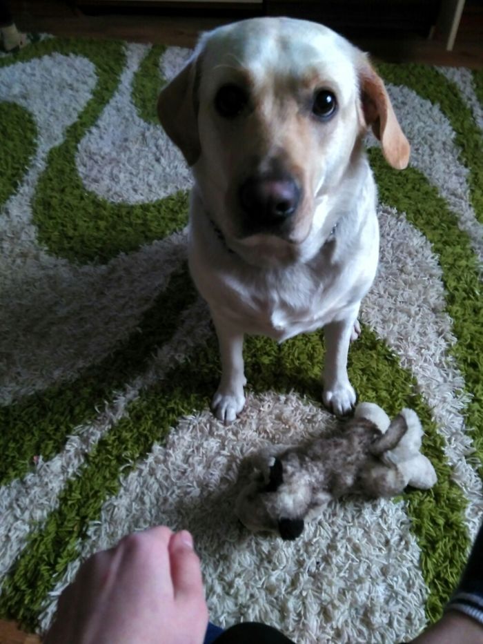 These 201 Pictures Of Adorable Pets Sleeping With Toys Will Be Too Much Cuteness For You To Take These 201 Pictures Of Adorable Pets Sleeping With Toys Will Be Too Much Cuteness For You To Take