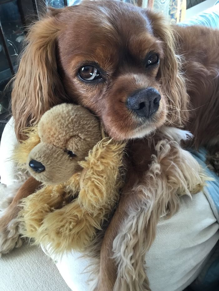 These 201 Pictures Of Adorable Pets Sleeping With Toys Will Be Too Much Cuteness For You To Take These 201 Pictures Of Adorable Pets Sleeping With Toys Will Be Too Much Cuteness For You To Take