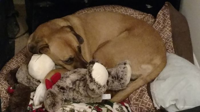 These 201 Pictures Of Adorable Pets Sleeping With Toys Will Be Too Much Cuteness For You To Take These 201 Pictures Of Adorable Pets Sleeping With Toys Will Be Too Much Cuteness For You To Take