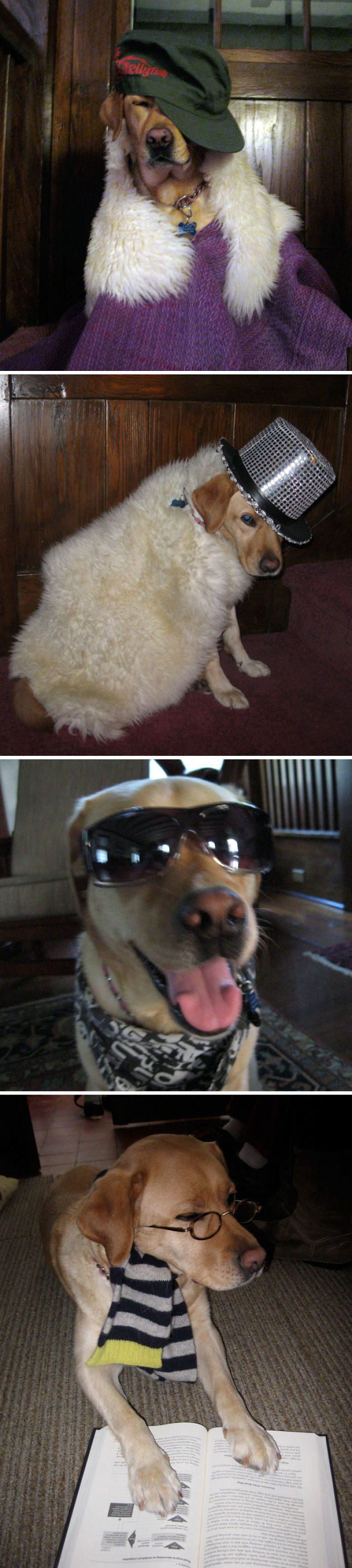 147 Reasons Why You Shouldn&#8217;t Leave Your Pets With Kids