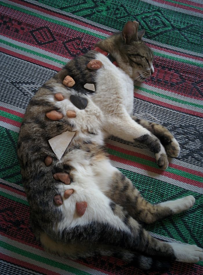 147 Reasons Why You Shouldn&#8217;t Leave Your Pets With Kids