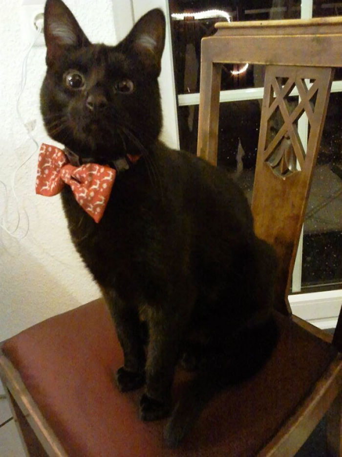 147 Reasons Why You Shouldn&#8217;t Leave Your Pets With Kids