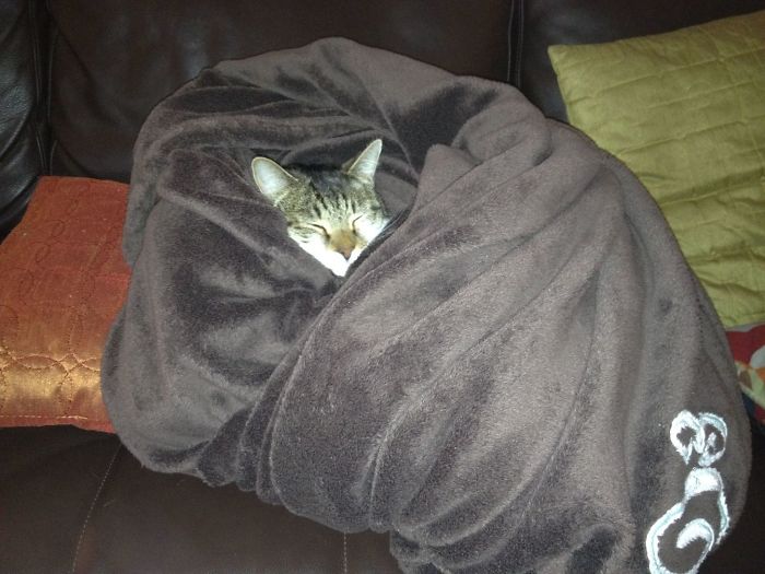 147 Reasons Why You Shouldn&#8217;t Leave Your Pets With Kids