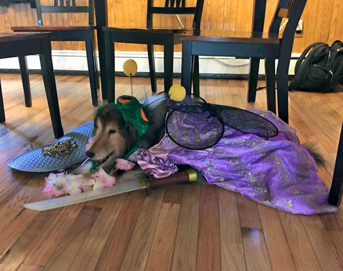 147 Reasons Why You Shouldn&#8217;t Leave Your Pets With Kids