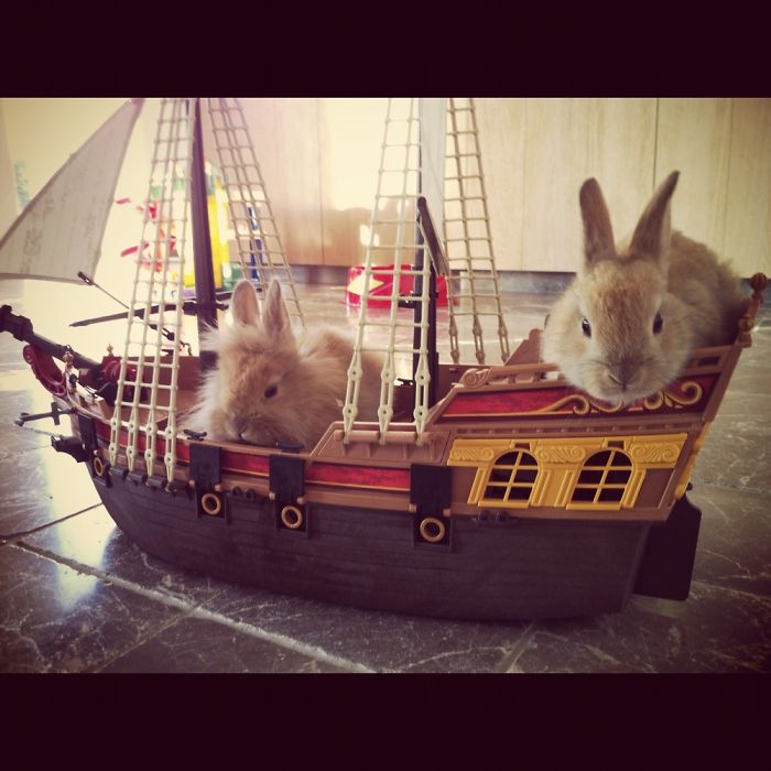 147 Reasons Why You Shouldn&#8217;t Leave Your Pets With Kids