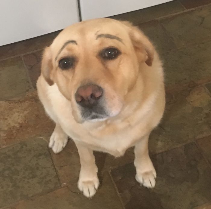 147 Reasons Why You Shouldn&#8217;t Leave Your Pets With Kids