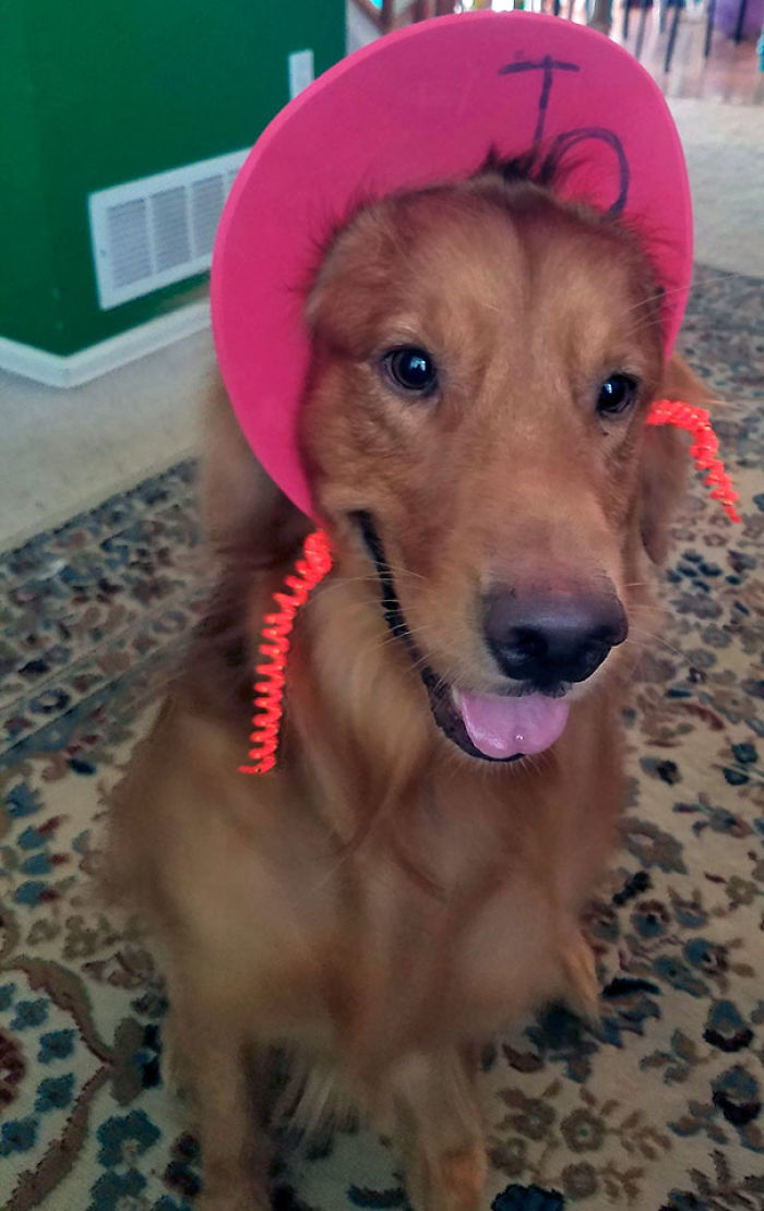 147 Reasons Why You Shouldn&#8217;t Leave Your Pets With Kids