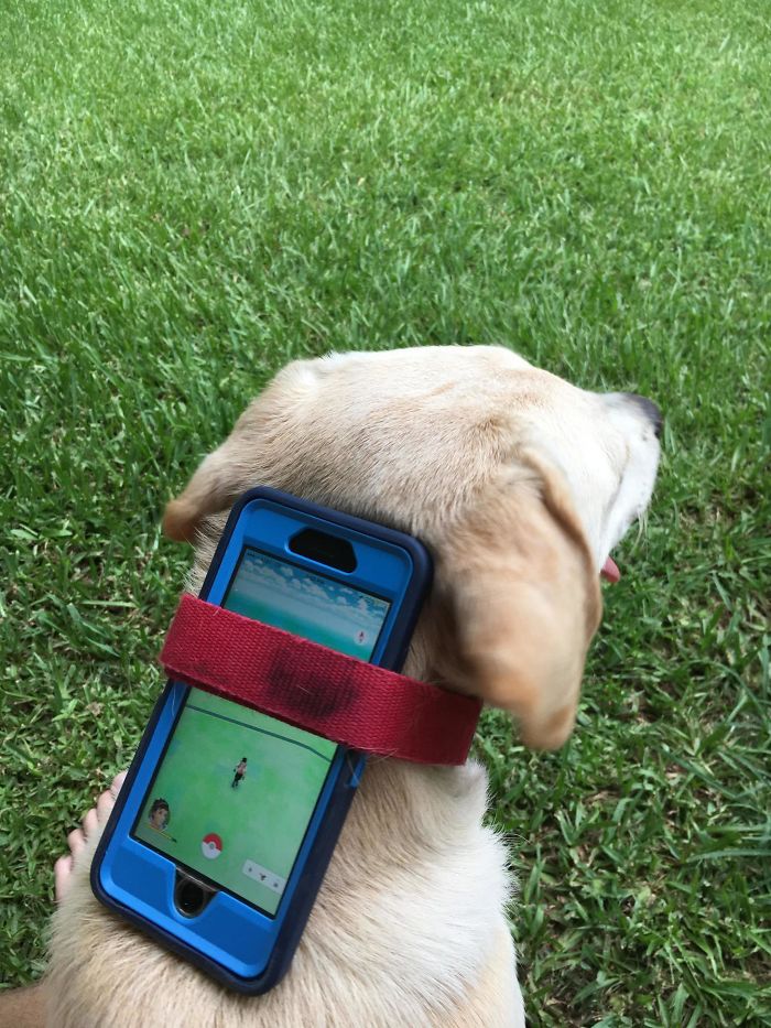 147 Reasons Why You Shouldn&#8217;t Leave Your Pets With Kids