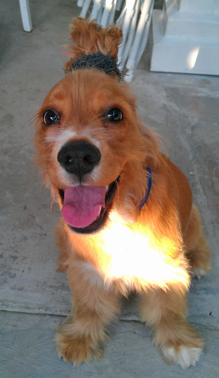 147 Reasons Why You Shouldn&#8217;t Leave Your Pets With Kids