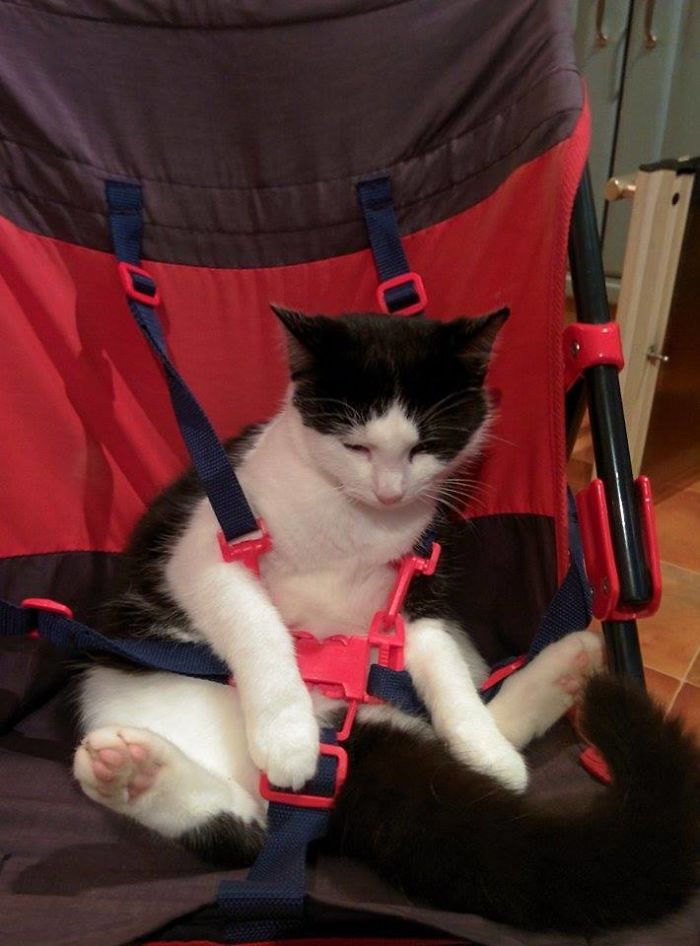 147 Reasons Why You Shouldn&#8217;t Leave Your Pets With Kids