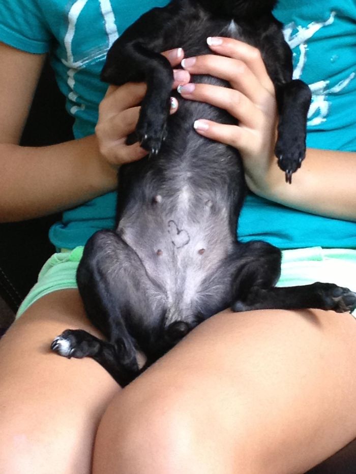 147 Reasons Why You Shouldn&#8217;t Leave Your Pets With Kids