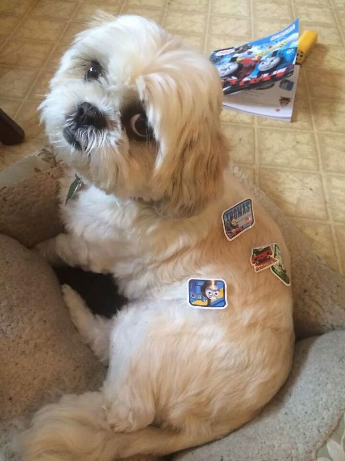 147 Reasons Why You Shouldn&#8217;t Leave Your Pets With Kids