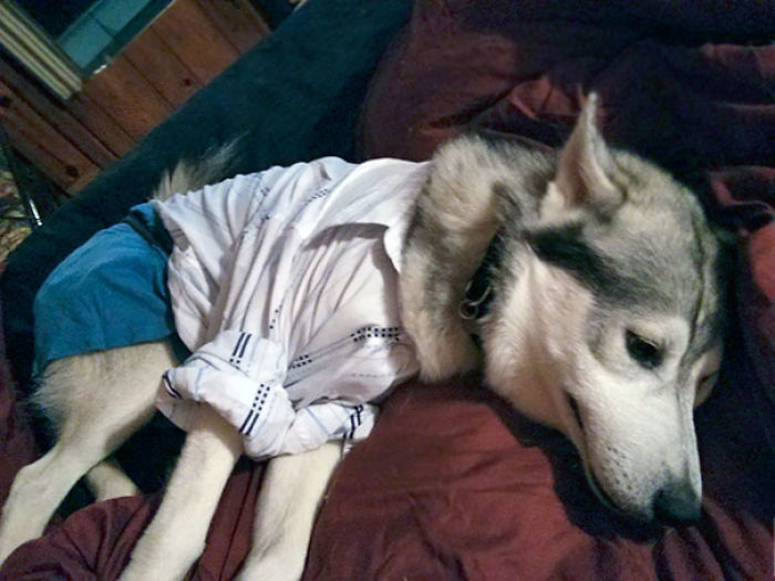 147 Reasons Why You Shouldn&#8217;t Leave Your Pets With Kids