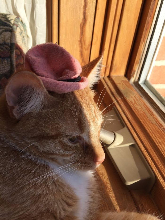 147 Reasons Why You Shouldn&#8217;t Leave Your Pets With Kids