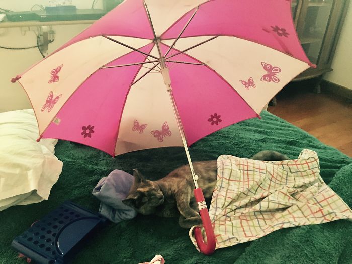 147 Reasons Why You Shouldn&#8217;t Leave Your Pets With Kids