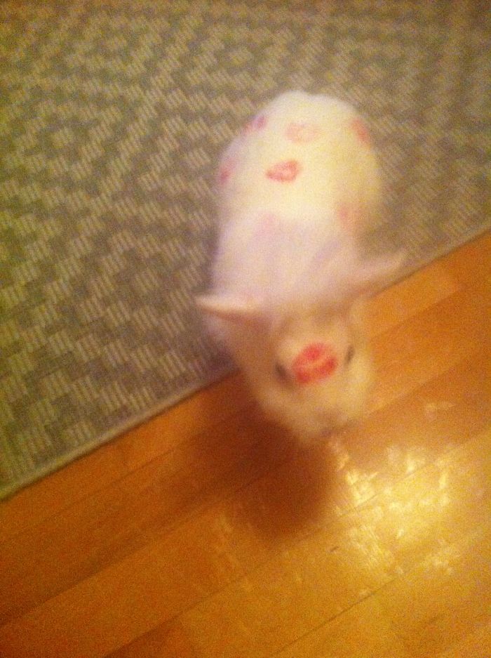 147 Reasons Why You Shouldn&#8217;t Leave Your Pets With Kids