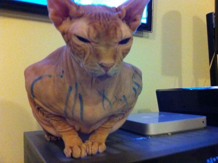 147 Reasons Why You Shouldn&#8217;t Leave Your Pets With Kids