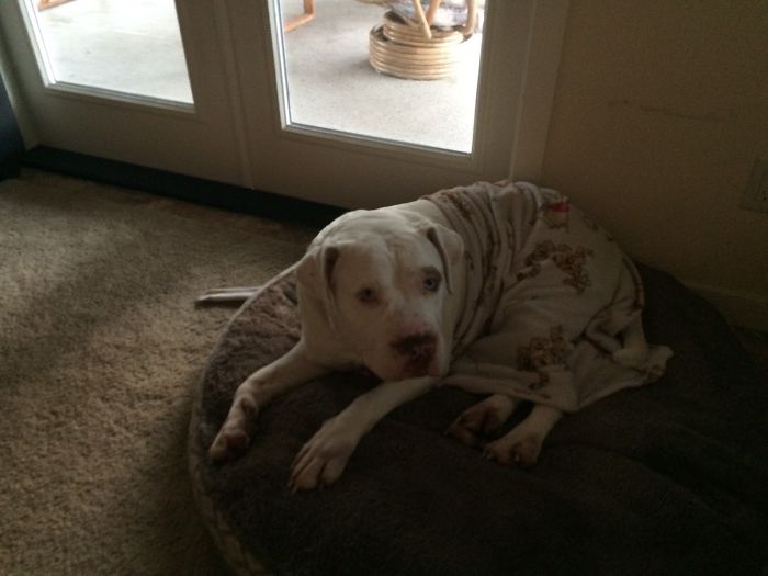 147 Reasons Why You Shouldn&#8217;t Leave Your Pets With Kids