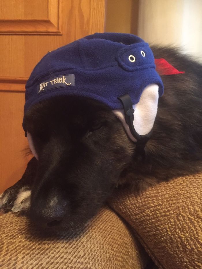 147 Reasons Why You Shouldn&#8217;t Leave Your Pets With Kids