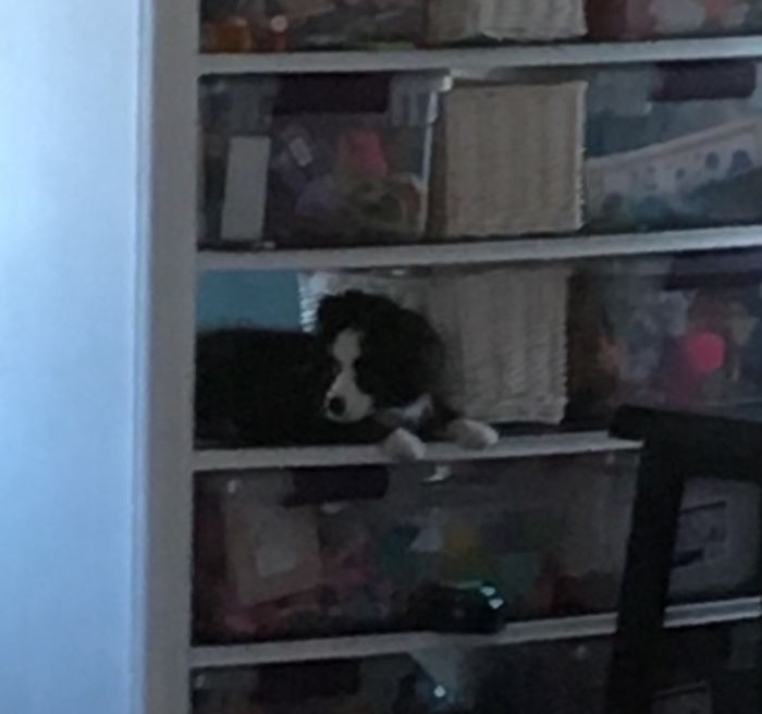 147 Reasons Why You Shouldn&#8217;t Leave Your Pets With Kids