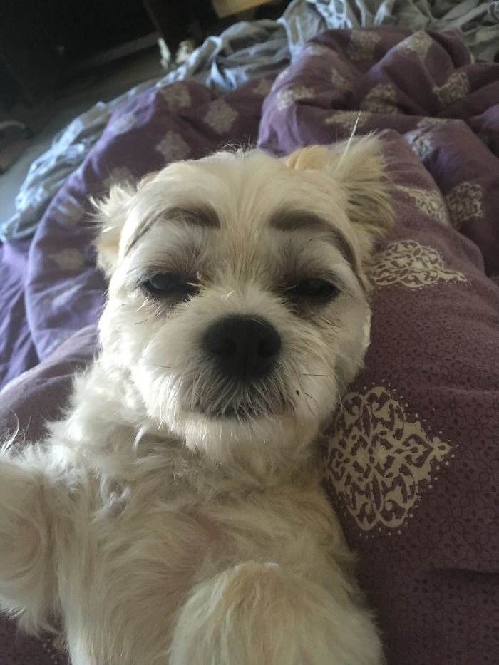 147 Reasons Why You Shouldn&#8217;t Leave Your Pets With Kids