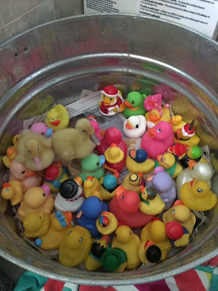 147 Reasons Why You Shouldn&#8217;t Leave Your Pets With Kids