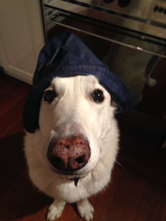 147 Reasons Why You Shouldn&#8217;t Leave Your Pets With Kids