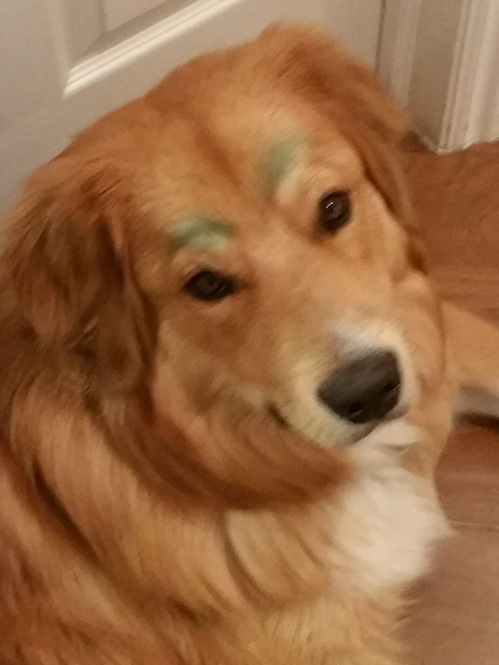 147 Reasons Why You Shouldn&#8217;t Leave Your Pets With Kids