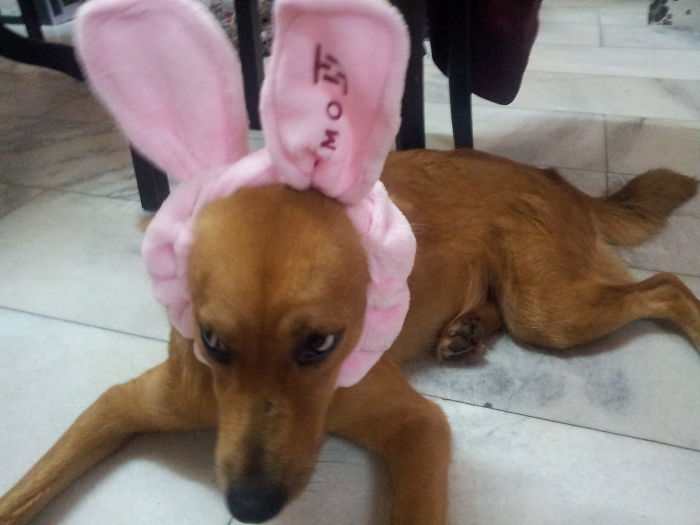 147 Reasons Why You Shouldn&#8217;t Leave Your Pets With Kids