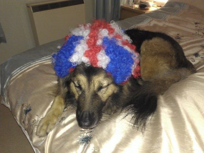 147 Reasons Why You Shouldn&#8217;t Leave Your Pets With Kids