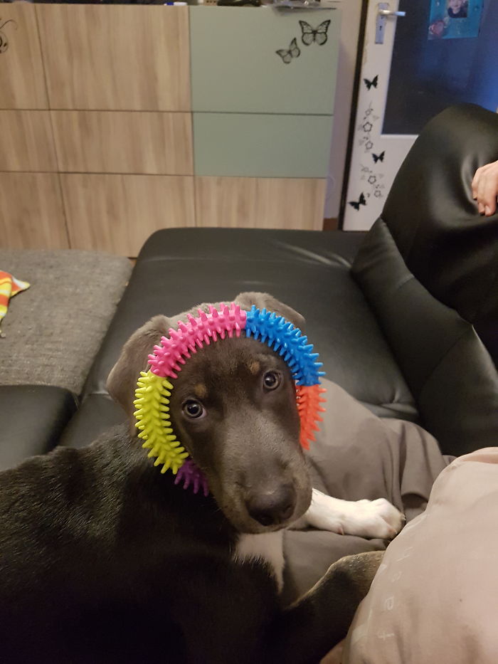 147 Reasons Why You Shouldn&#8217;t Leave Your Pets With Kids