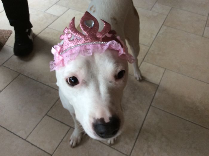 147 Reasons Why You Shouldn&#8217;t Leave Your Pets With Kids