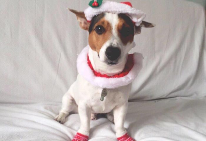 147 Reasons Why You Shouldn&#8217;t Leave Your Pets With Kids