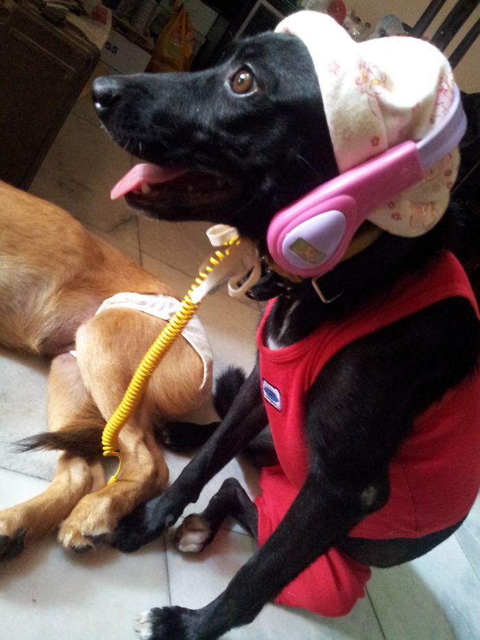 147 Reasons Why You Shouldn&#8217;t Leave Your Pets With Kids