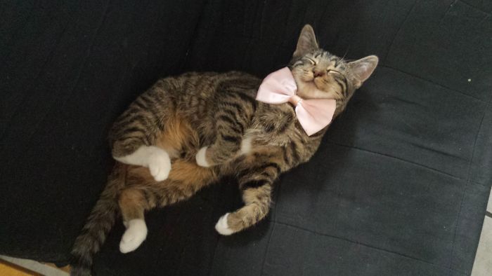 147 Reasons Why You Shouldn&#8217;t Leave Your Pets With Kids