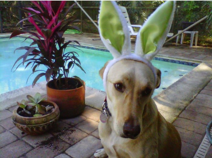 147 Reasons Why You Shouldn&#8217;t Leave Your Pets With Kids