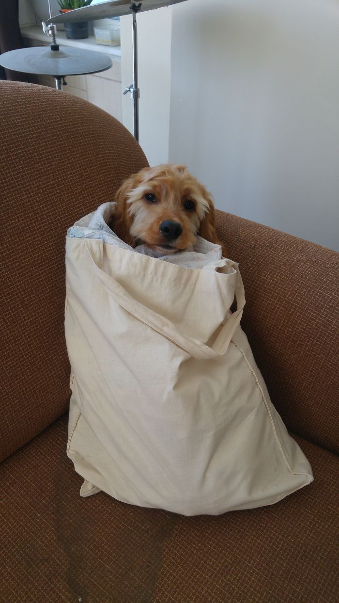 147 Reasons Why You Shouldn&#8217;t Leave Your Pets With Kids