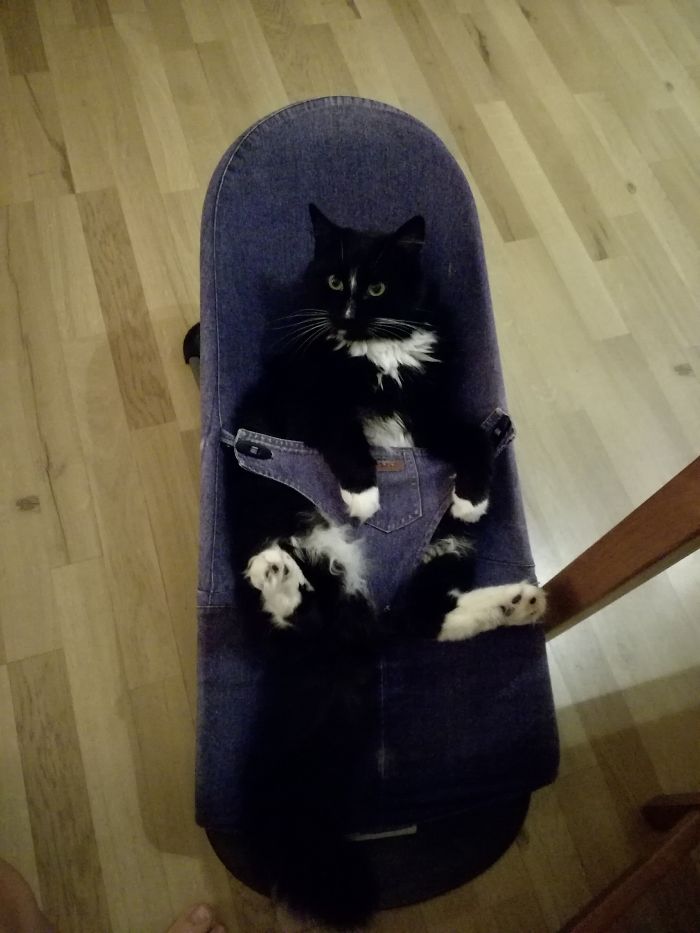 147 Reasons Why You Shouldn&#8217;t Leave Your Pets With Kids