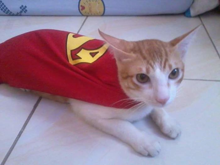 147 Reasons Why You Shouldn&#8217;t Leave Your Pets With Kids