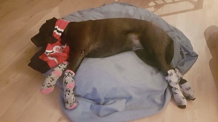 147 Reasons Why You Shouldn&#8217;t Leave Your Pets With Kids