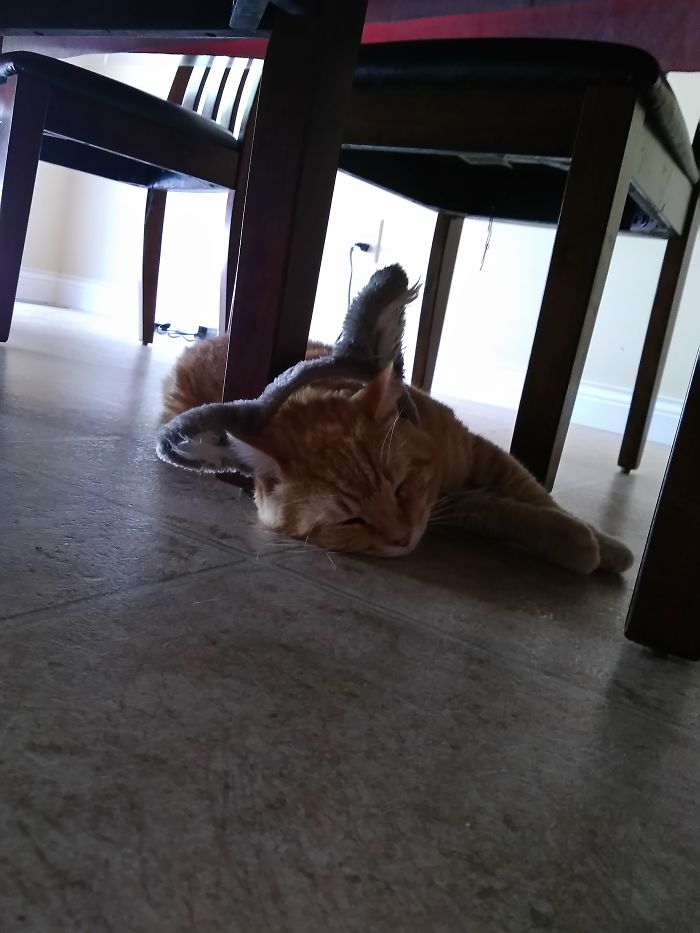 147 Reasons Why You Shouldn&#8217;t Leave Your Pets With Kids