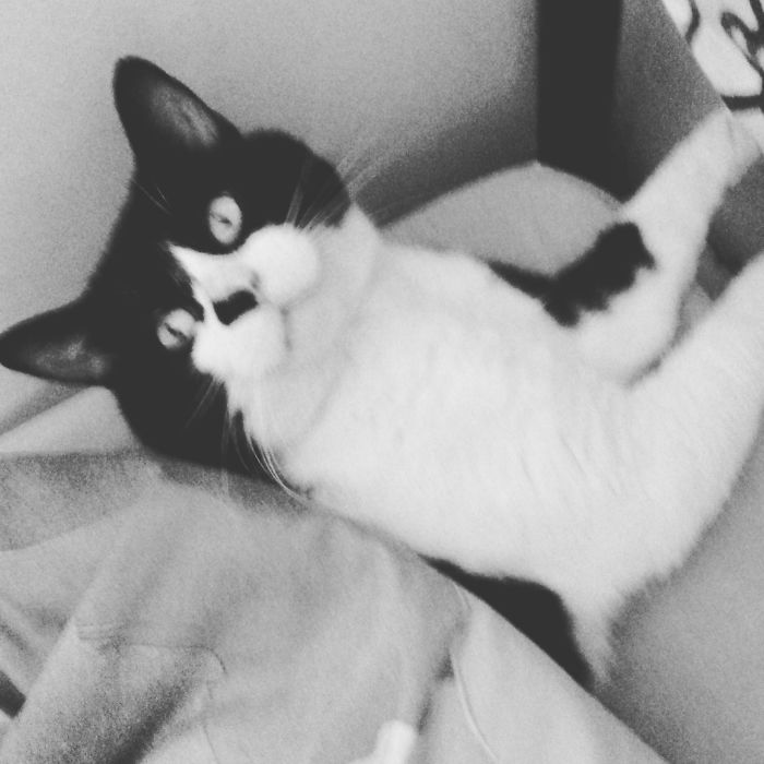 147 Reasons Why You Shouldn&#8217;t Leave Your Pets With Kids