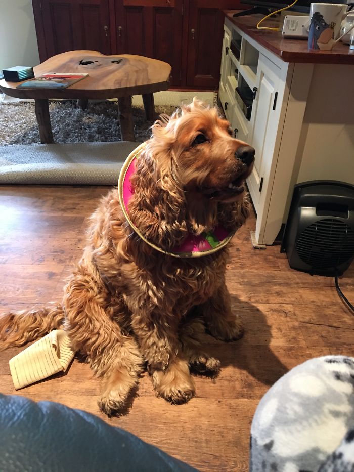 147 Reasons Why You Shouldn&#8217;t Leave Your Pets With Kids