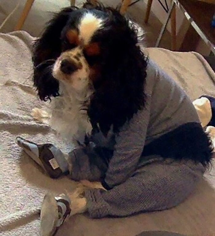 147 Reasons Why You Shouldn&#8217;t Leave Your Pets With Kids