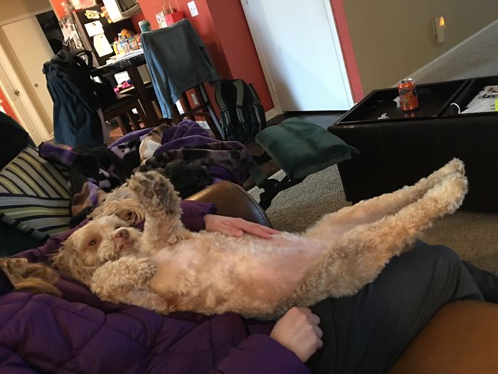 147 Reasons Why You Shouldn&#8217;t Leave Your Pets With Kids