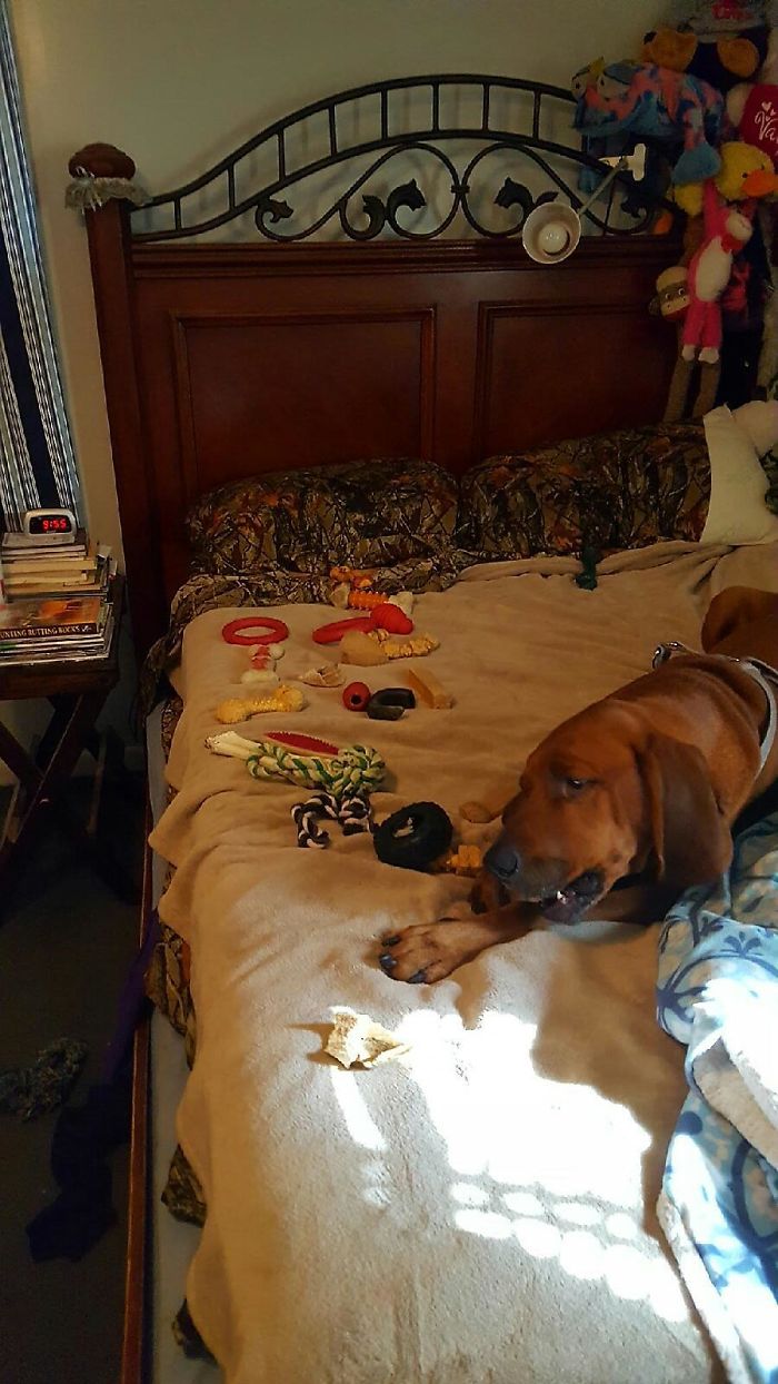 147 Reasons Why You Shouldn&#8217;t Leave Your Pets With Kids