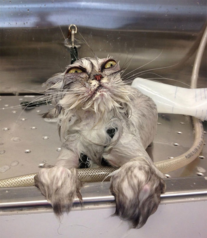 50 Over Dramatic Cats Who Deserve An Oscar 50 Over Dramatic Cats Who Deserve An Oscar